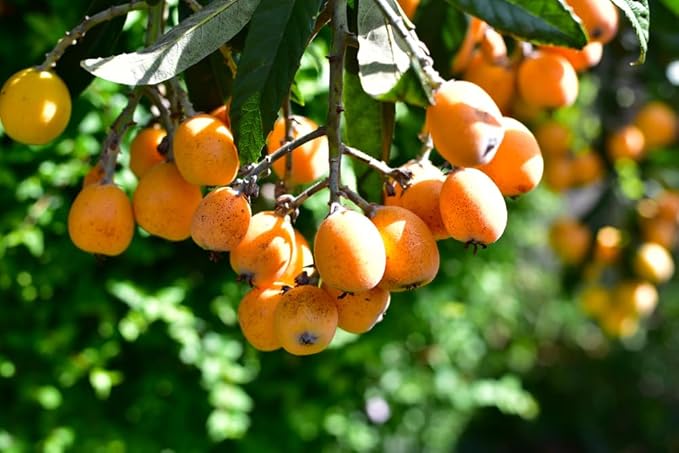Loquat Shrub Seeds – Eriobotrya Japonica Heirloom Non-GMO Seeds for Garden Planting