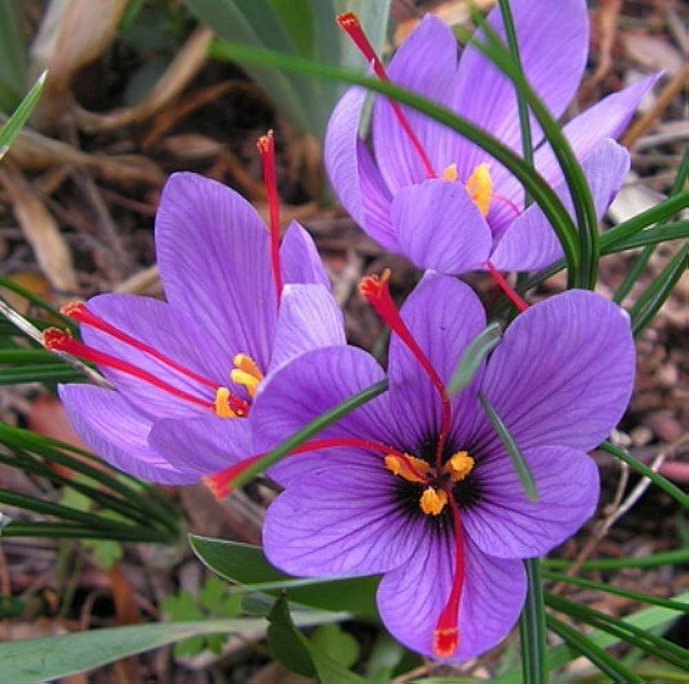 Hatsuga Saffron Crocus Mixed Flower Seeds
