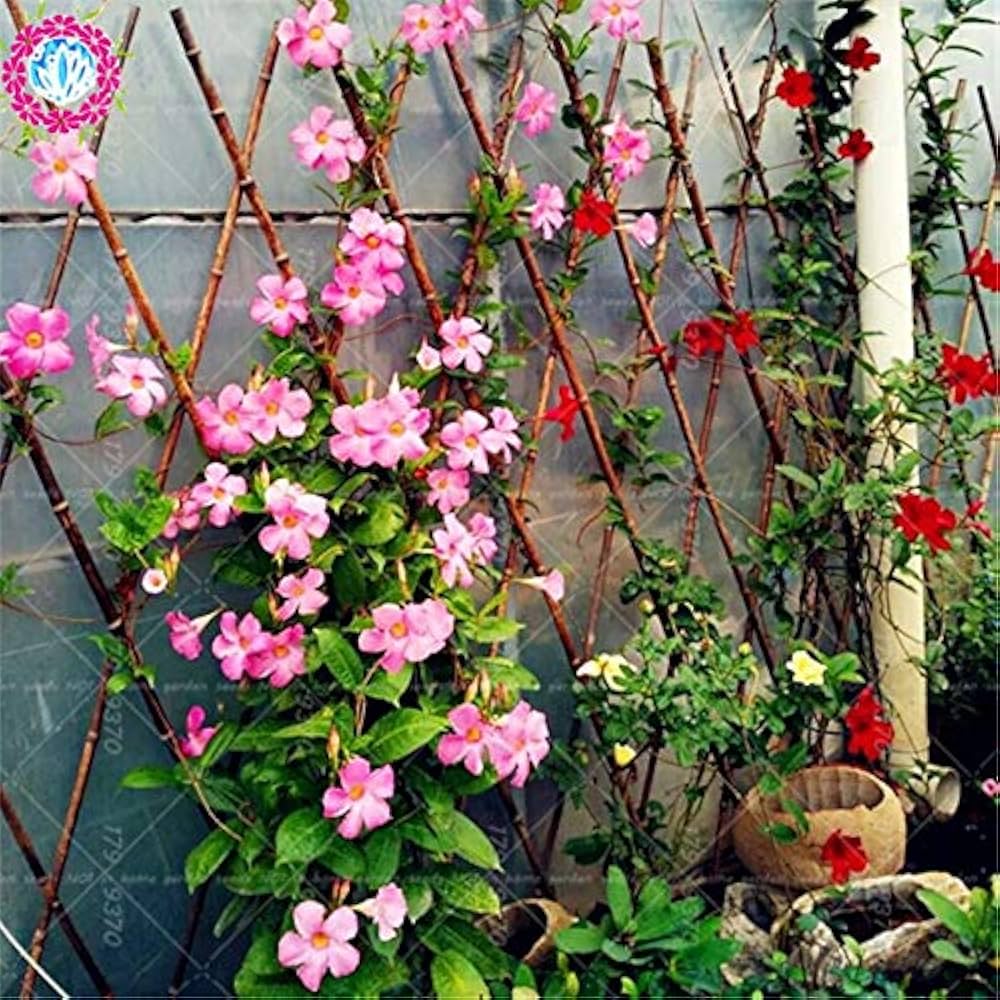 Red Pink Mandevilla Flower Seeds – Heirloom Non-GMO Seeds for Planting with High Germination, Organic Garden Seeds