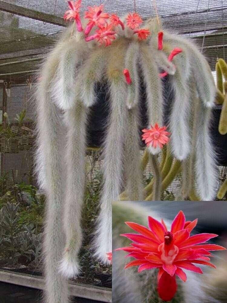 Monkey Tail Flower Seeds – Rare Succulent Seeds for Unique Garden Blooms –  Neeraseeds