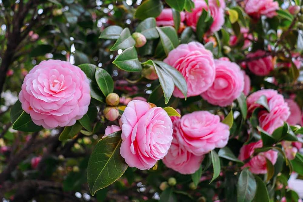 Camellia Flower Seeds Pink for Planting - NON GMO Seeds
