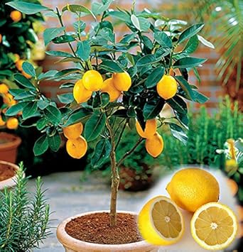 lemon tree plant from seed Yellow Citrus Lemon Tree Seeds for Planting – Heirloom, Non-GMO Organi – Neeraseeds