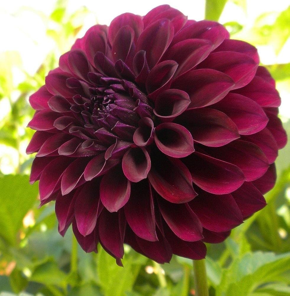 red dahlia seeds Red Red Dahlia Flower Dark Fresh For Growing Gorgeous Dark Dahlias Flower Seeds for – Neeraseeds