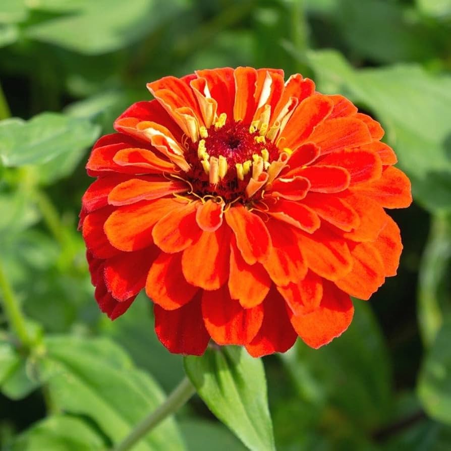 Zinnia Orange Flower Seeds for Planting – Heirloom Non-GMO High Germination Organic Garden Seeds