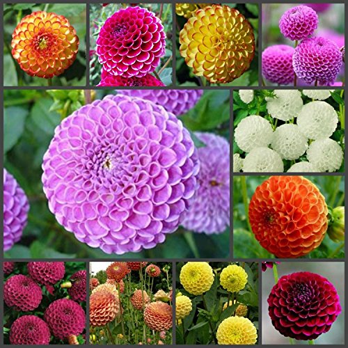 Dahlia Pinnata Flower Seeds – Heirloom, Non-GMO Vibrant Garden Blooms 500 pcs