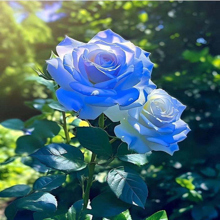 Blue Rare Rose Flower Seeds for Planting – Heirloom, Non-GMO, High Germination Organic Garden Seeds