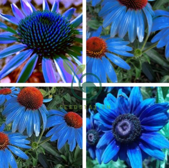 blue echinacea seeds Light Blue Echinacea Purple Coneflower Pine Chrysanthemum Seeds for Planting – Heirloom, Non-GMO, High Germination