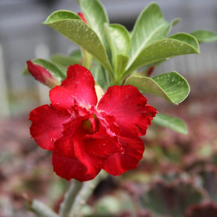 Red Rose Bonsai Flower Seeds for Planting - Heirloom, NON-GMO Seeds - Perfect for Gardens