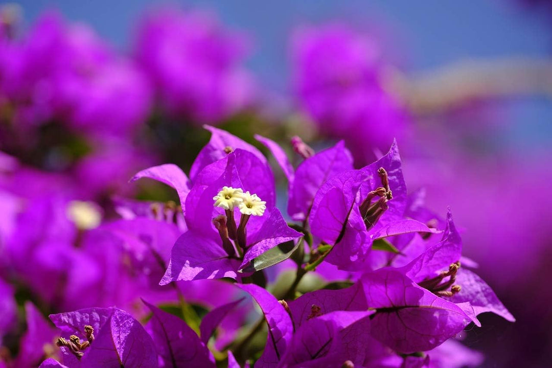 Bougainvillea Glabra Plant Seeds – Heirloom Non-GMO High Germination Seeds for Planting Vibrant Climbing Garden Blooms