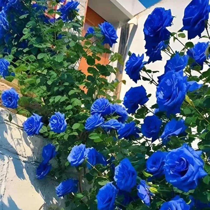 Blue Climbing Rose Flower Seeds – Heirloom Non-GMO High Germination Organic Garden Seeds for Trellis Planting