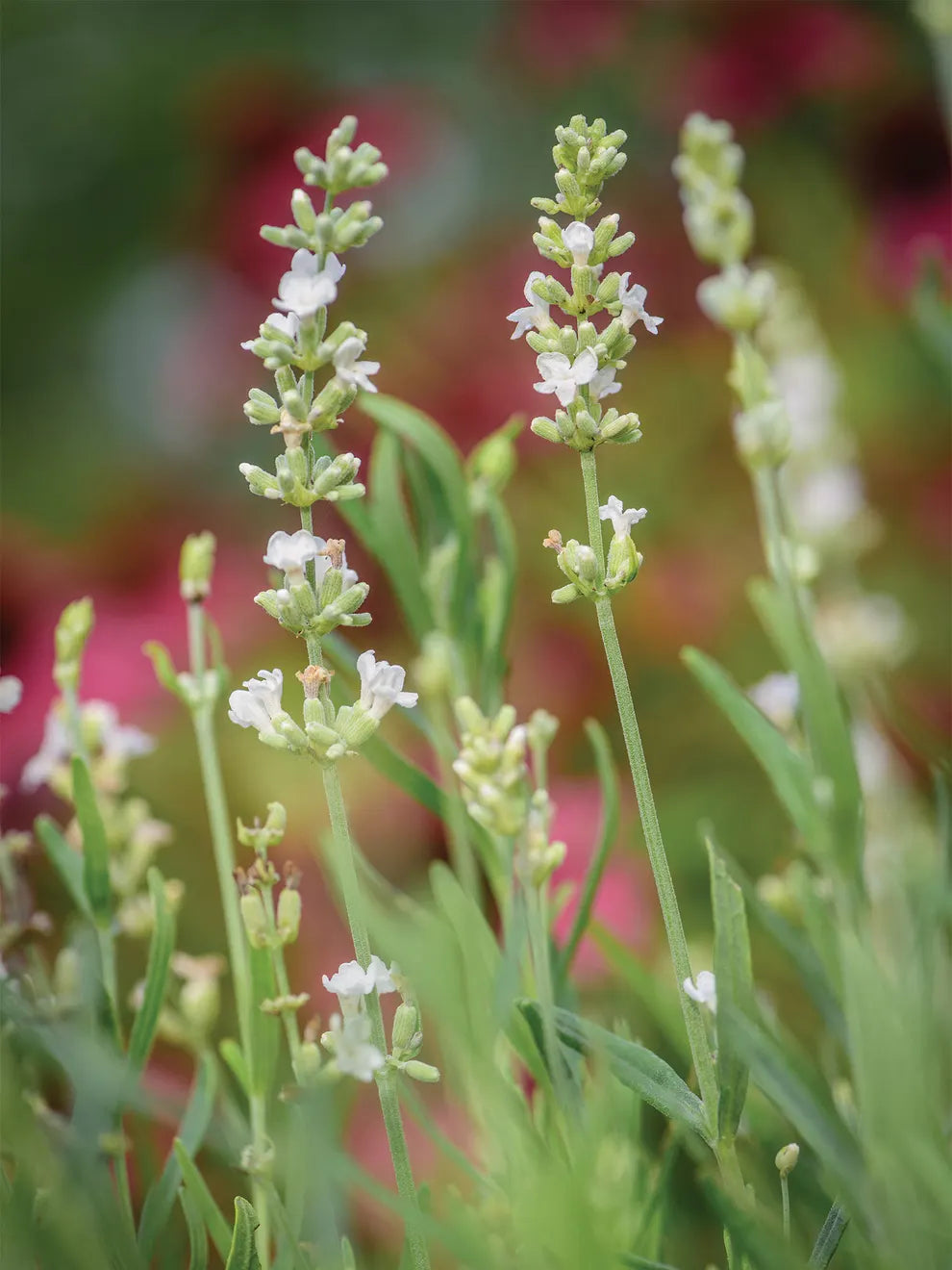 heirloom lavender seeds organic Lavender Lacy Frills Flower Seeds for Planting
