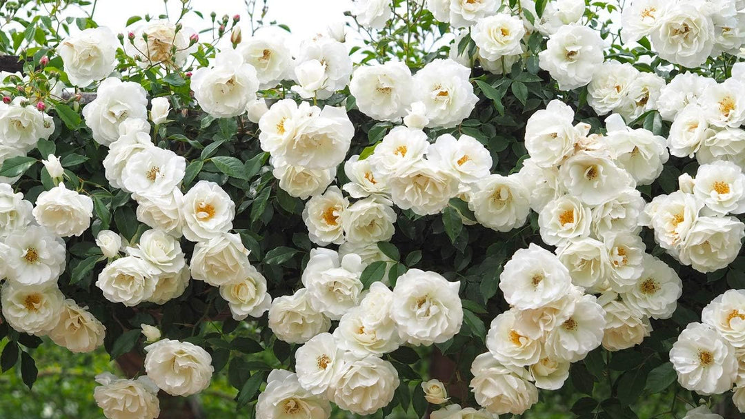 White Rose Flower Seeds – Heirloom Non-GMO Seeds for Planting
