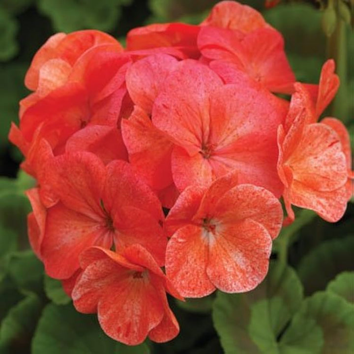 Biosnyg Salmon Geranium Flower Seeds – Heirloom Non-GMO Seeds for Planting, High Germination Organic Garden Seeds