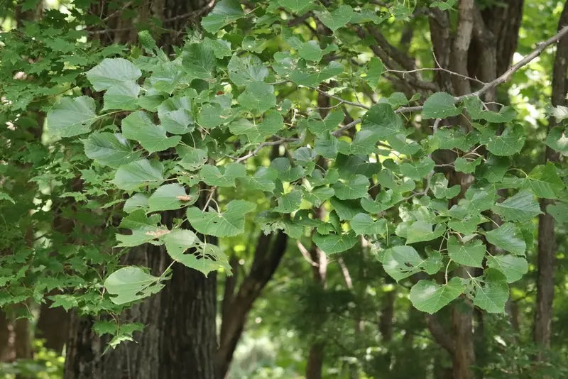 Green Manchurian Flowering Tree Seeds for Planting – Heirloom, Non-GMO, High Germination Organic Garden Seeds