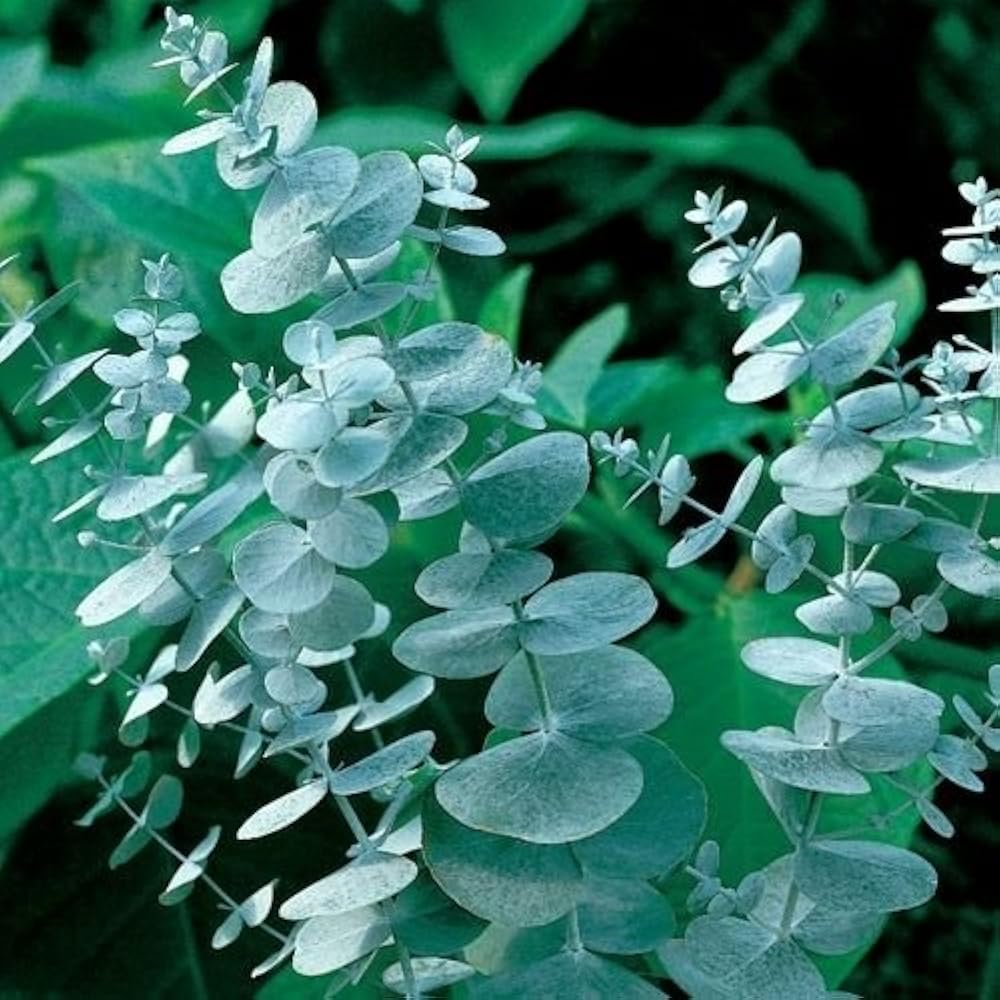 White Perennial Eucalyptus Silver Dollar Tree Seeds for Planting – Heirloom Non-GMO Organic Seeds, High Germination