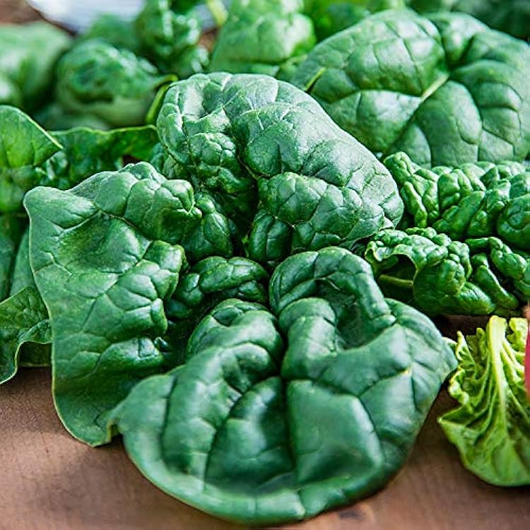 Bloomsdale Long Standing Spinach Seeds for Planting – Heirloom, Non-GMO, High Germination Organic Vegetable Seeds