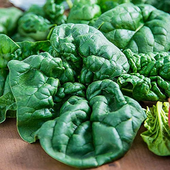 Bloomsdale Long Standing Spinach Seeds for Planting – Heirloom, Non-GMO, High Germination Organic Vegetable Seeds