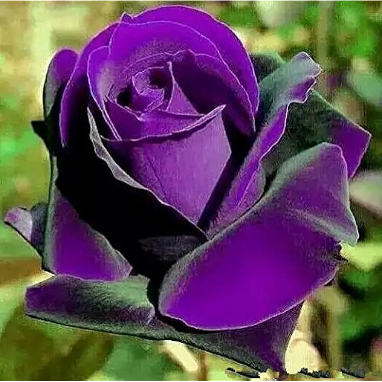 Purple Dragon Rose Plant Seeds for Planting – Heirloom Non-GMO Garden Seeds with High Germination