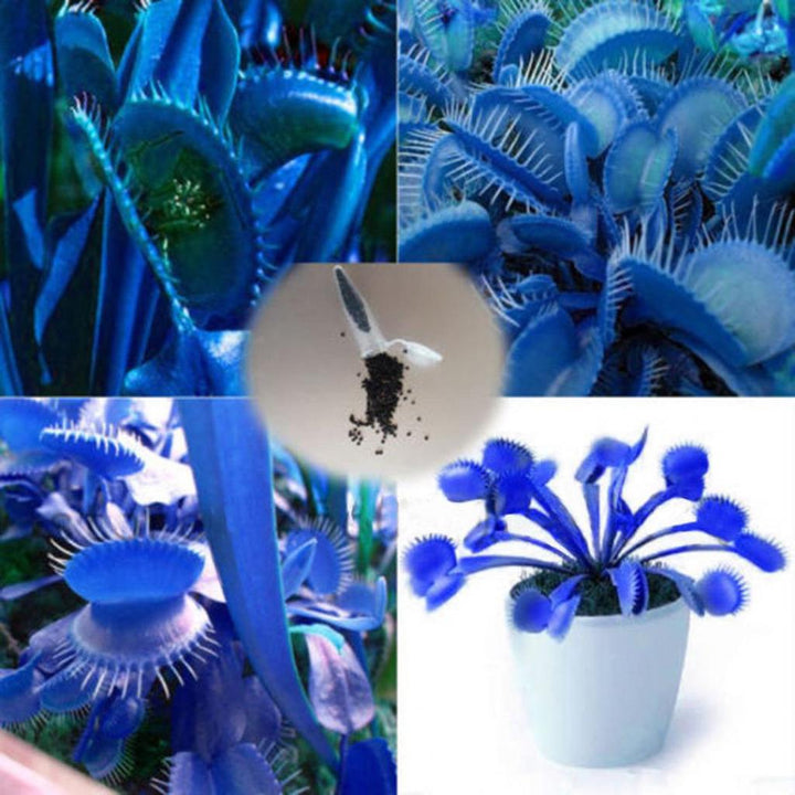 Blue Venus Fly Trap Seeds for Planting – Organic, Heirloom, Non-GMO, High Germination Carnivorous Plant Seeds