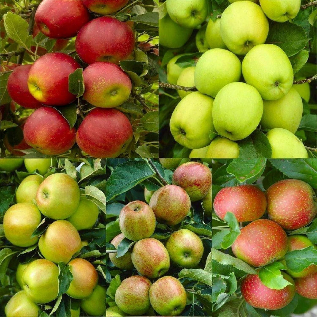 Mixed Apple Fruit Seeds for Planting – Grow a Variety of Sweet Apples, Heirloom & Non-GMO, High Germination Seeds