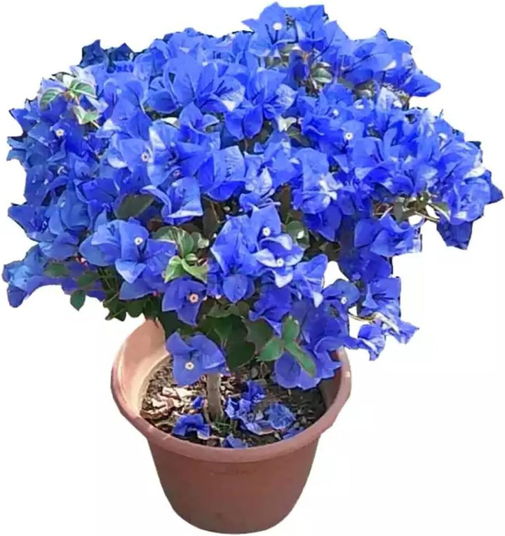 Blue Bougainvillea Climbing Flower Seeds for Planting – Heirloom, Non-GMO, High Germination Vibrant Vine Seeds