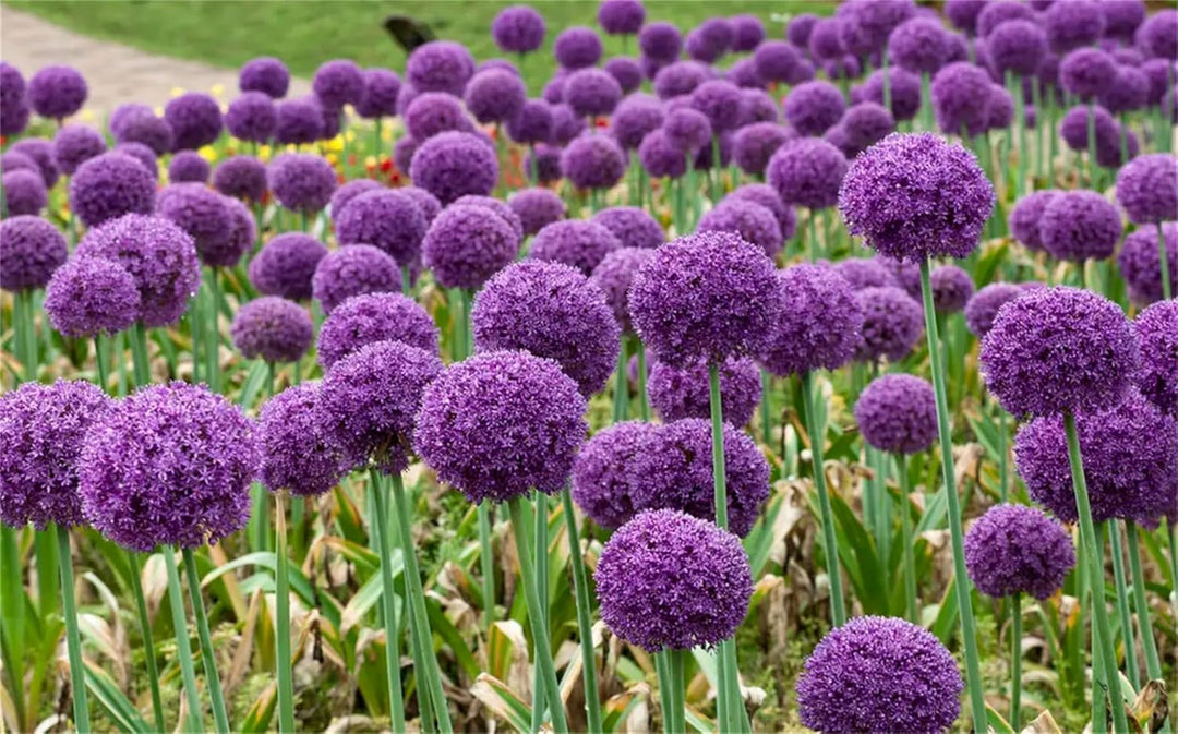 Giant Ornamental Allium Flower Seeds – Heirloom, Non-GMO, High Germination Organic Garden Seeds for Planting