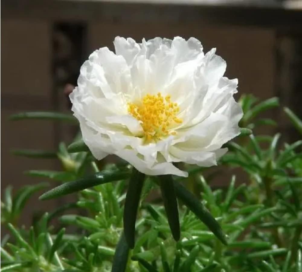 White Portulaca Flower Seeds for Planting – Heirloom, Non-GMO, Organic Garden Seeds, High Germination