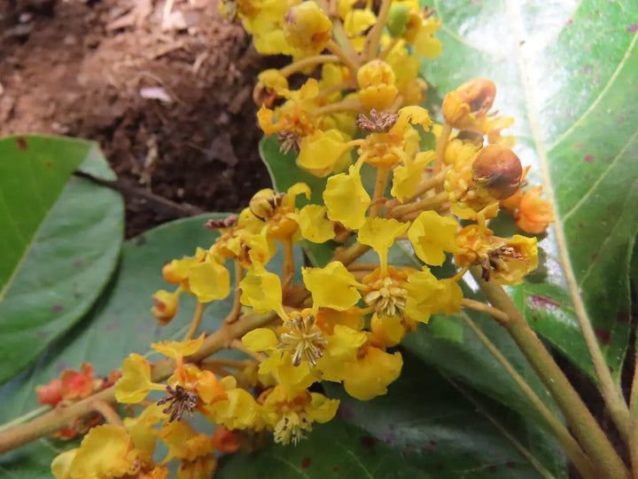 Byrsonima Crassifolia Flower Seeds for Planting – Heirloom, Non-GMO, High Germination Organic Garden Seeds