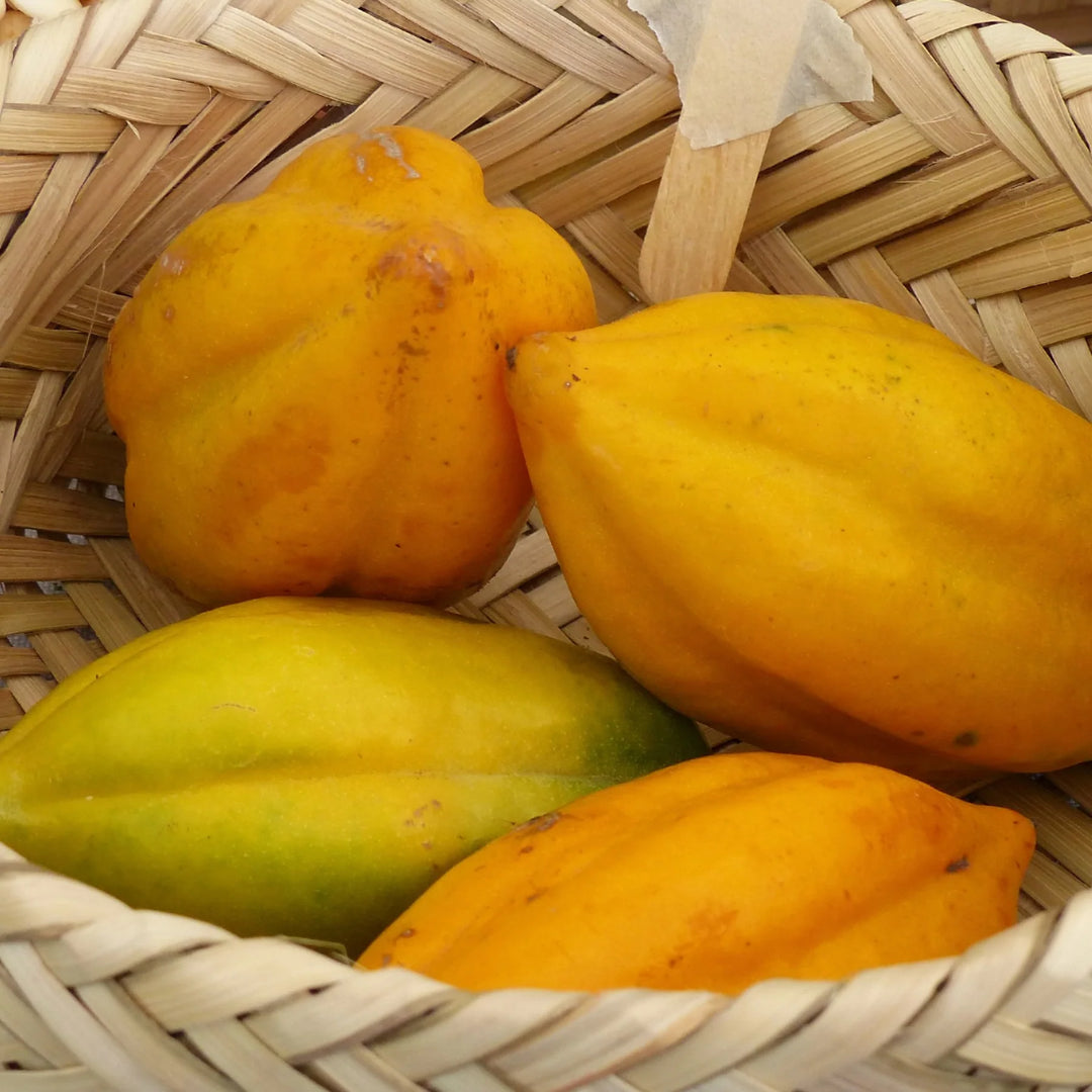 Babaco Papaya (Vasconcellea × heilbornii) Fruit Tree Seeds for Planting – Heirloom Non-GMO Organic Garden Seeds