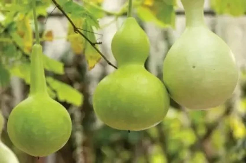 bottle gourd plant seeds Bottle Gourd Seeds for Gardening – Fresh Vegetable for Your Garden, Vegetable  Seeds – Neeraseeds