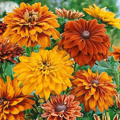 Yellow Rudbeckia Goldstrum Flower Seeds for Planting