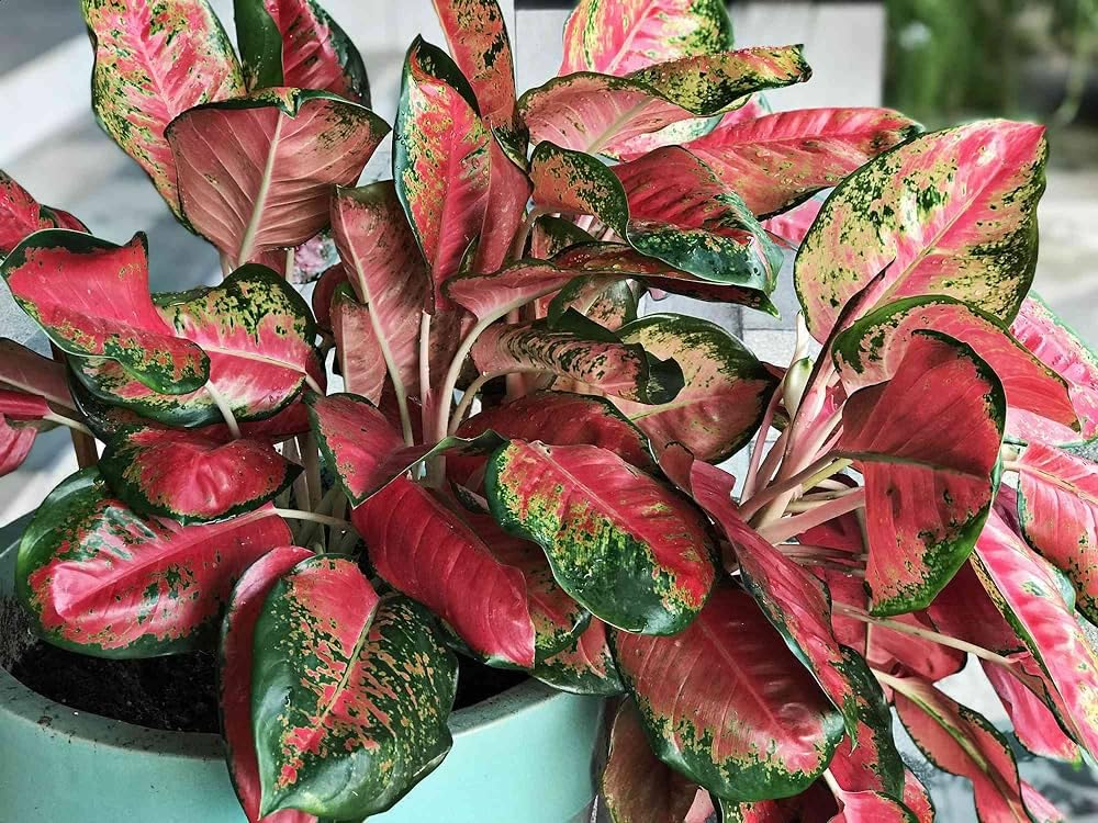 Aglaonema Red Flower Seeds for Planting – Heirloom & Non-GMO Indoor Plant Seeds