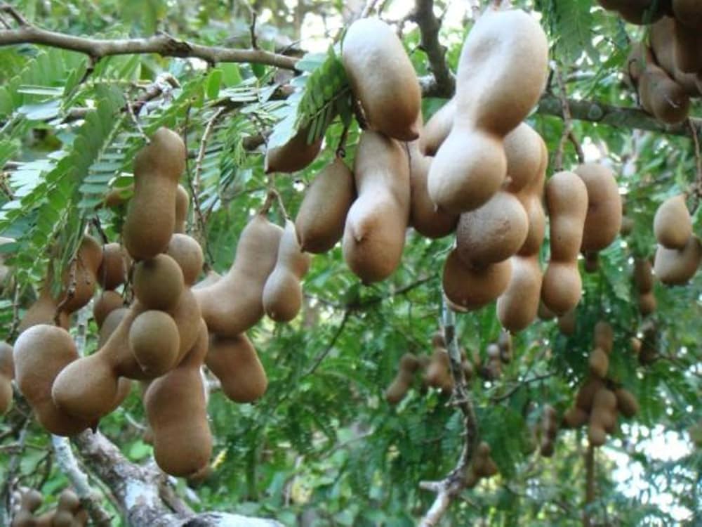 Tamarind Tree Seeds for Planting – Heirloom, Non-GMO, High Germination Organic Garden Seeds for Exotic Outdoor Gardens & Landscaping