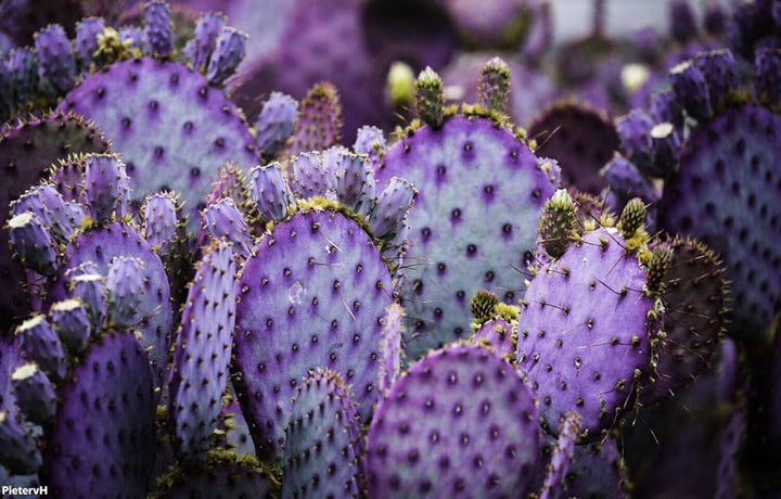 Purple Prickly Pear Cactus Plant Seeds for Planting – Heirloom & Non-GMO Seeds for Home Garden