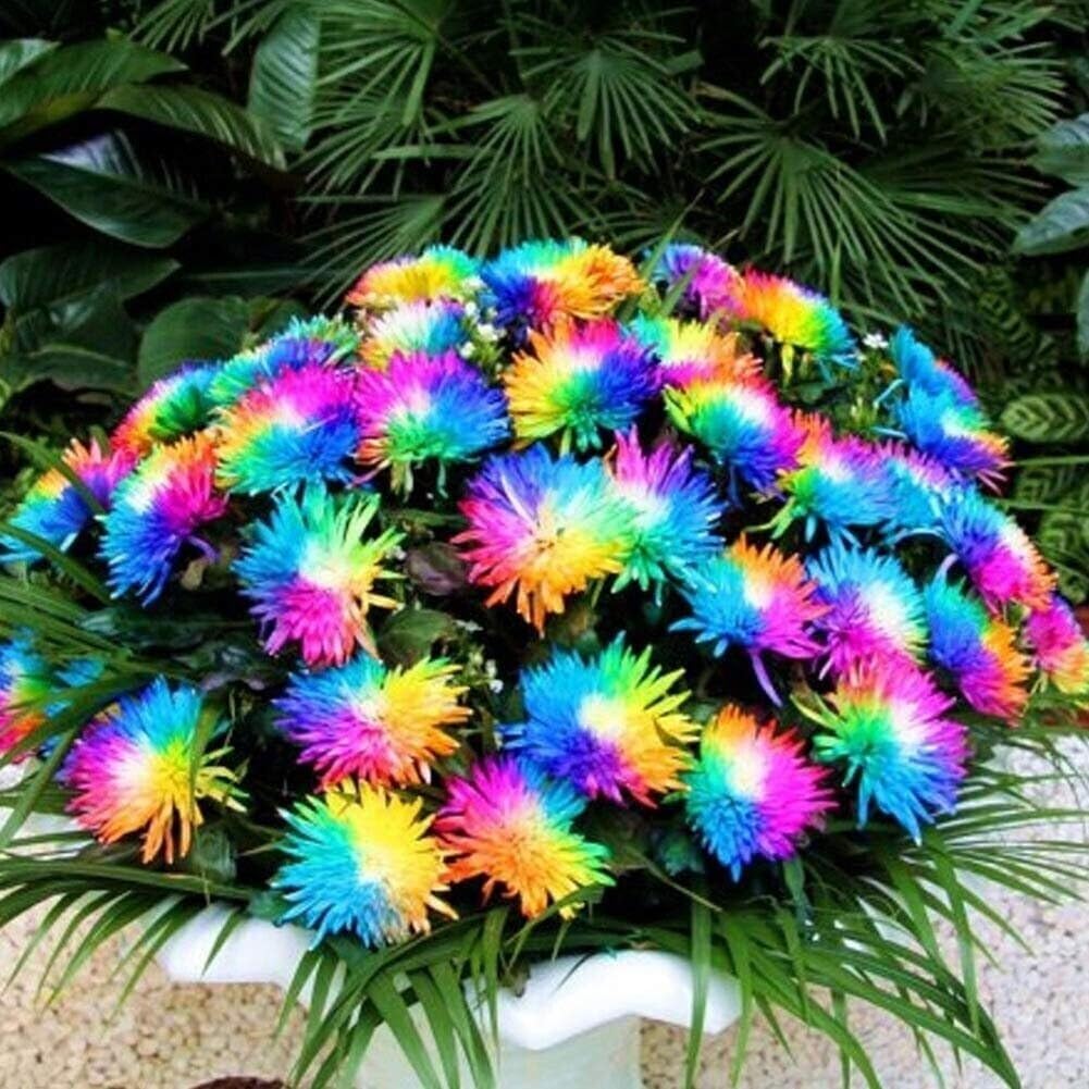 Rainbow Chrysanthemum Flower Seeds for Planting