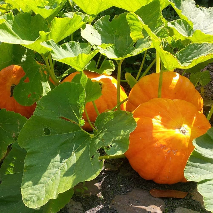 Pumpkin Sugar Pie Seeds – Sweet Heirloom Variety for Baking & Home Gardens