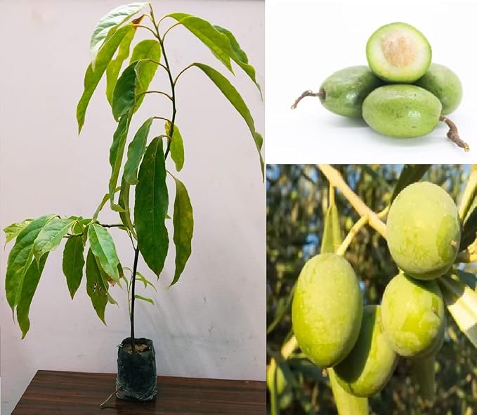 buy olive seeds for planting Arbequina Olive Seeds for Planting – Heirloom, Non-GMO, High-Yield Dwarf Olive Tree for Home Garden & Containers 500 pcs