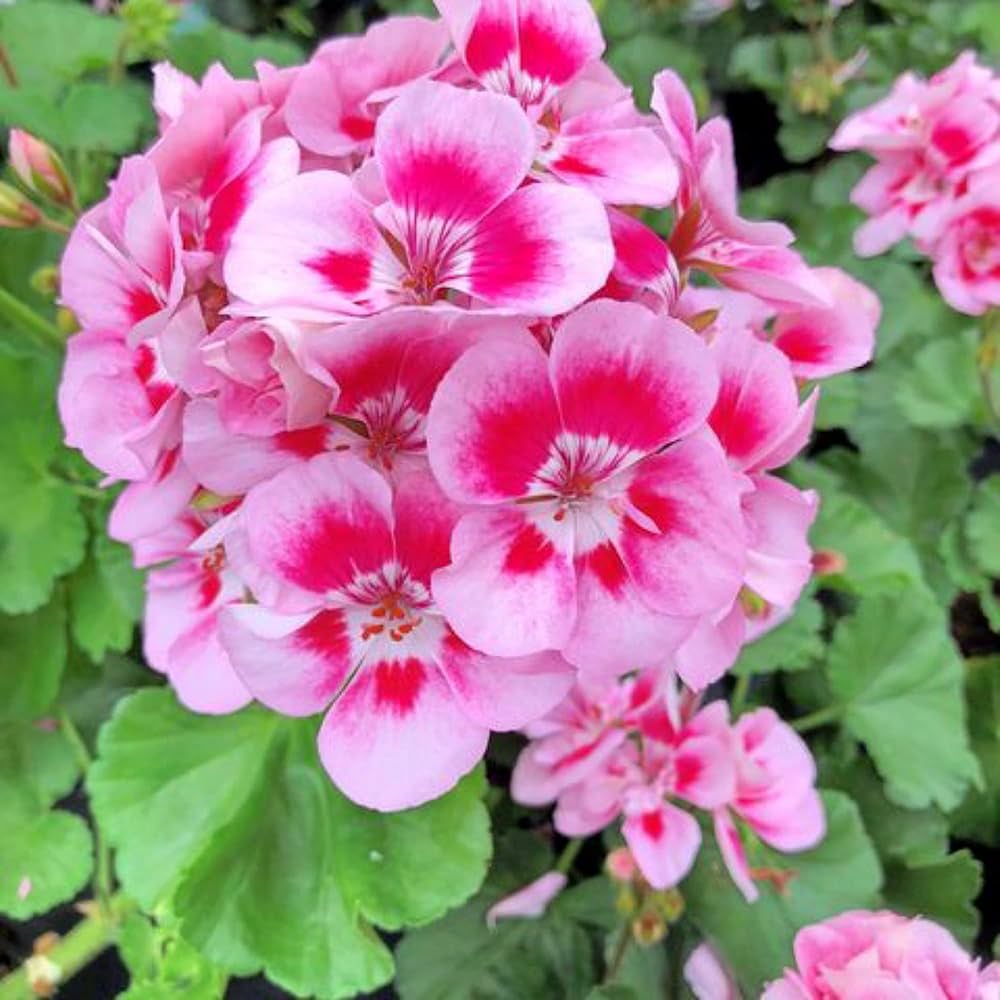 organic geranium seeds Peach Geranium Pelargonium Seeds for Planting – Heirloom Non-GMO Organic Garden Seeds, High Germination