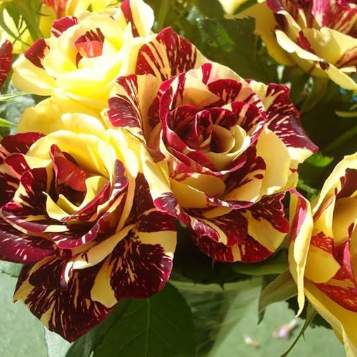 tiger striped rose seeds Rare Dragon Rose Plant Seeds for Planting Yellow Blooms Non-GMO Heirlo – Neeraseeds