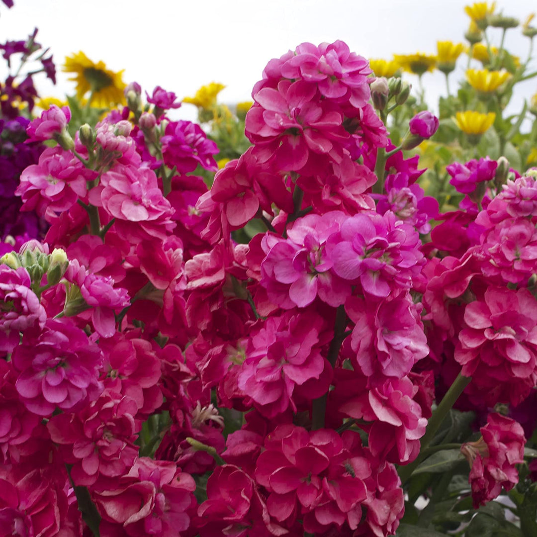 Maroon Matthiola Incana Flower Seeds for Planting – Fragrant Stock Flowers, Long-Blooming Garden Favorite