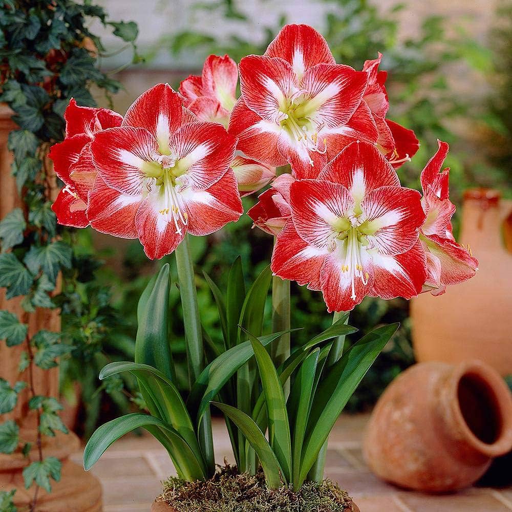 Amaryllis Red & White Flower Seeds for Planting – Heirloom, Non-GMO, Organic Garden Seeds, High Germination Blooms