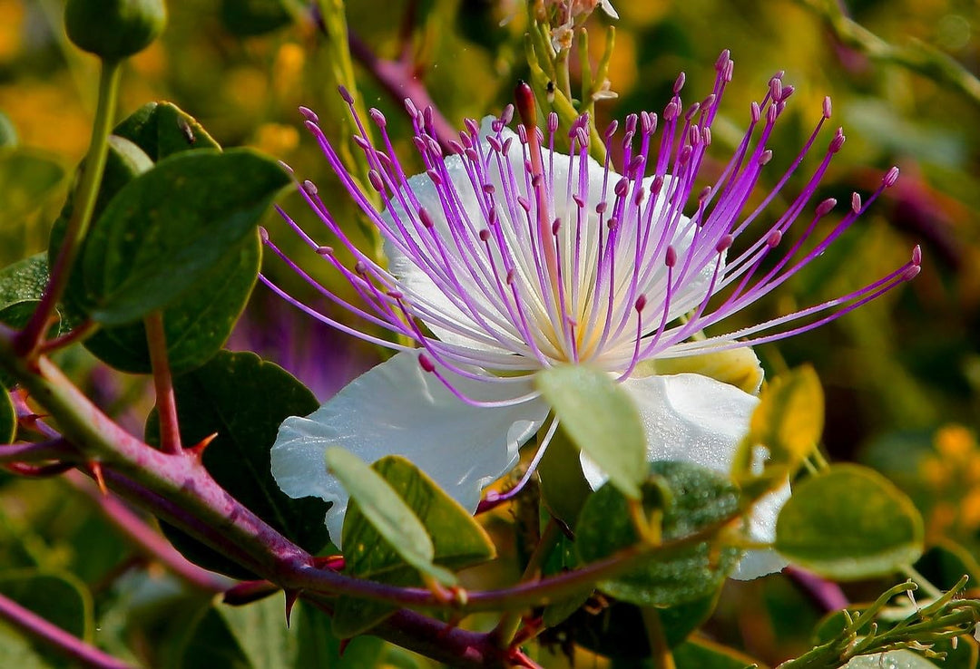 Purple Caper Bush Flower Seeds for Planting – Hardy Perennial Shrub