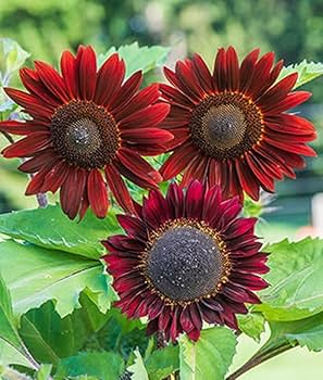 Chocolate Cherry Sunflower Seeds – Heirloom, Non-GMO, High Germination Flower Seeds for Planting