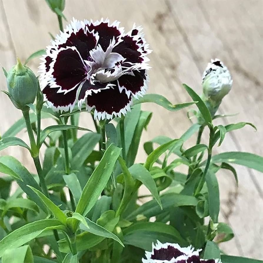 Black White Carnation Flower Seeds for Planting – Heirloom, Non-GMO, High Germination Organic Garden Seeds