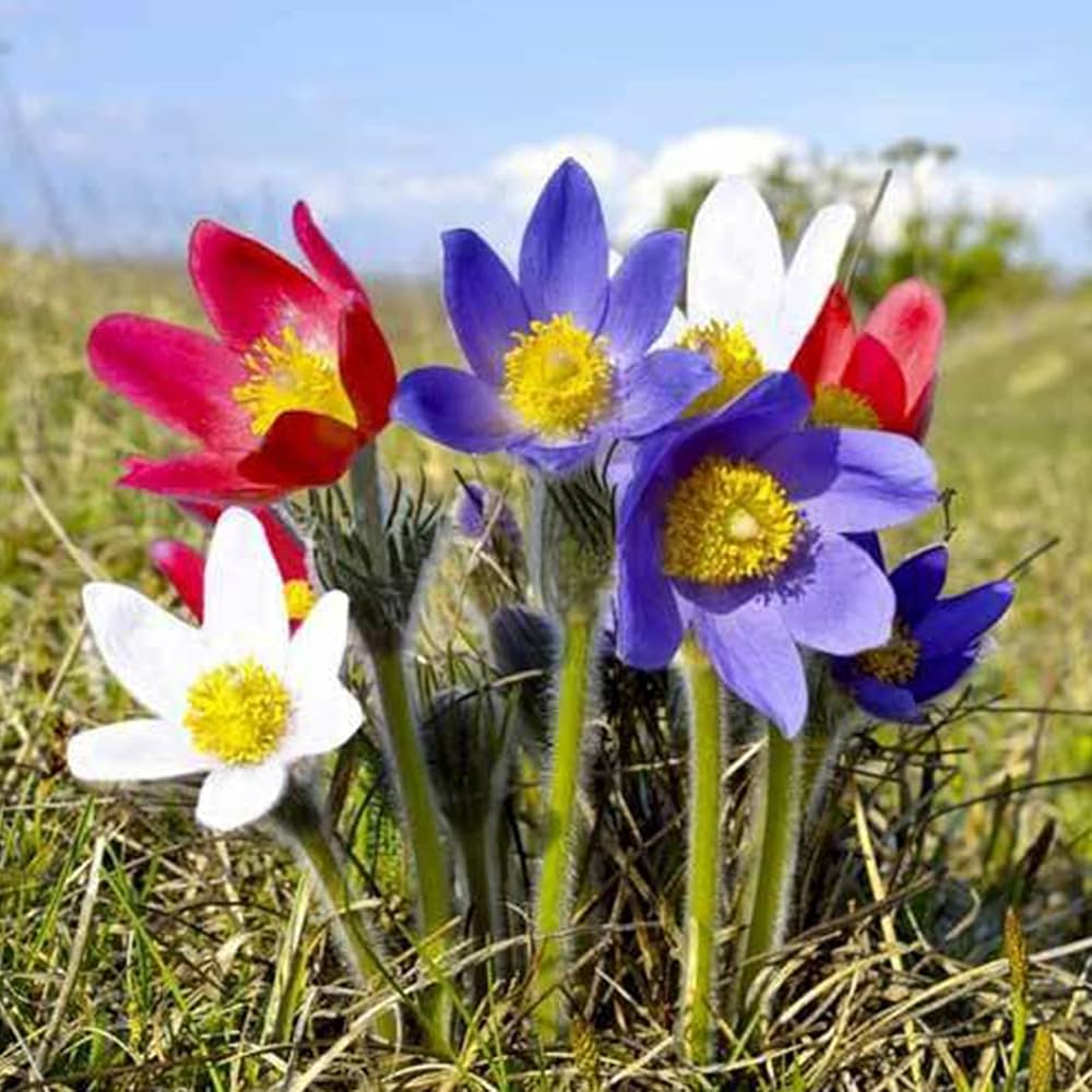early spring flower seeds Pulsatilla Flower Seeds for Planting – Hardy Perennial, Early Spring Blooms
