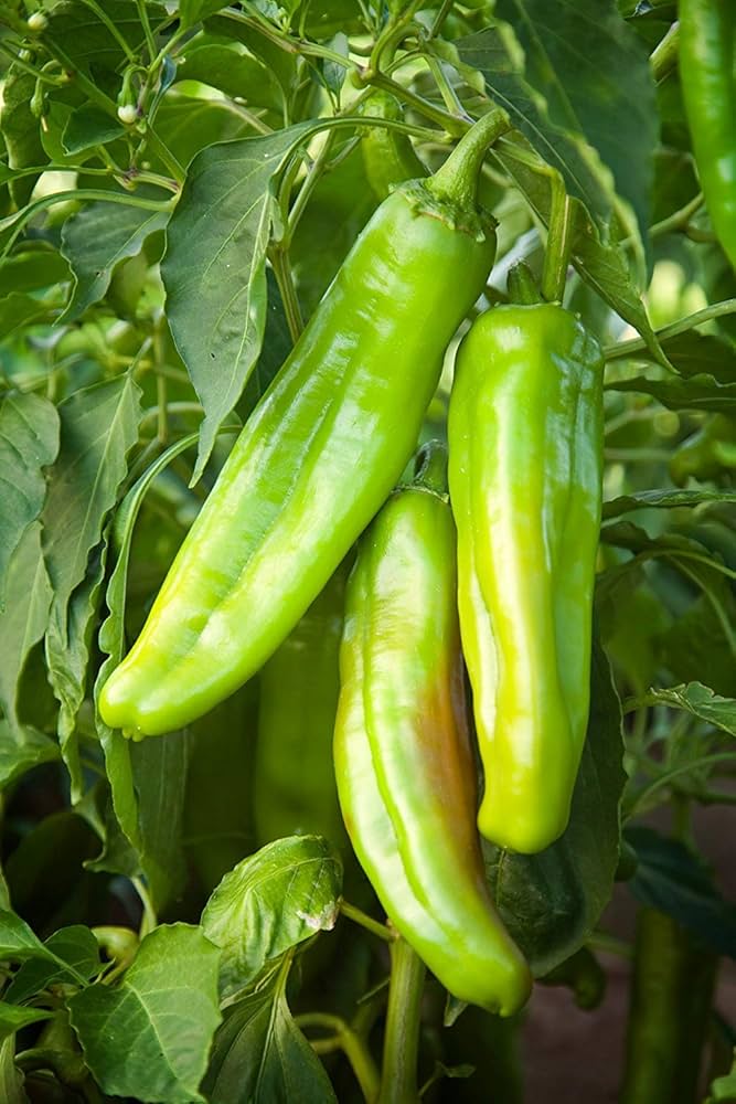 Big Jim Chili Pepper Seeds for Planting – Heirloom, Non-GMO, High Germination Organic Vegetable Seeds