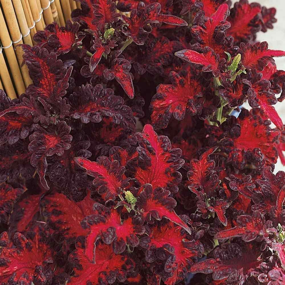 Black Red Coleus Plant Seeds for Planting – Heirloom, Non-GMO, High Germination Foliage Garden Seeds