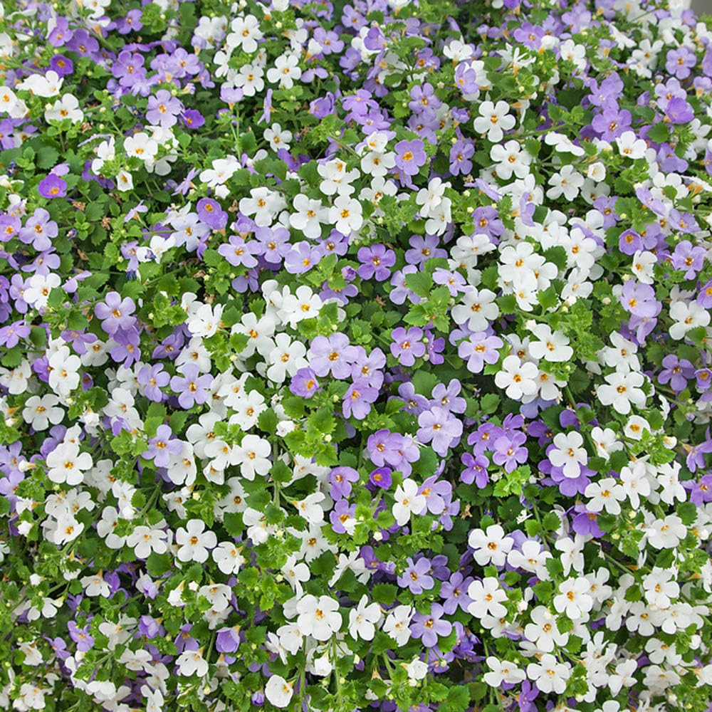 bacopa plant seeds Mixed Bacopa Utopia Flower Seeds for Planting – Colorful Ground Cover, Easy  to Grow
