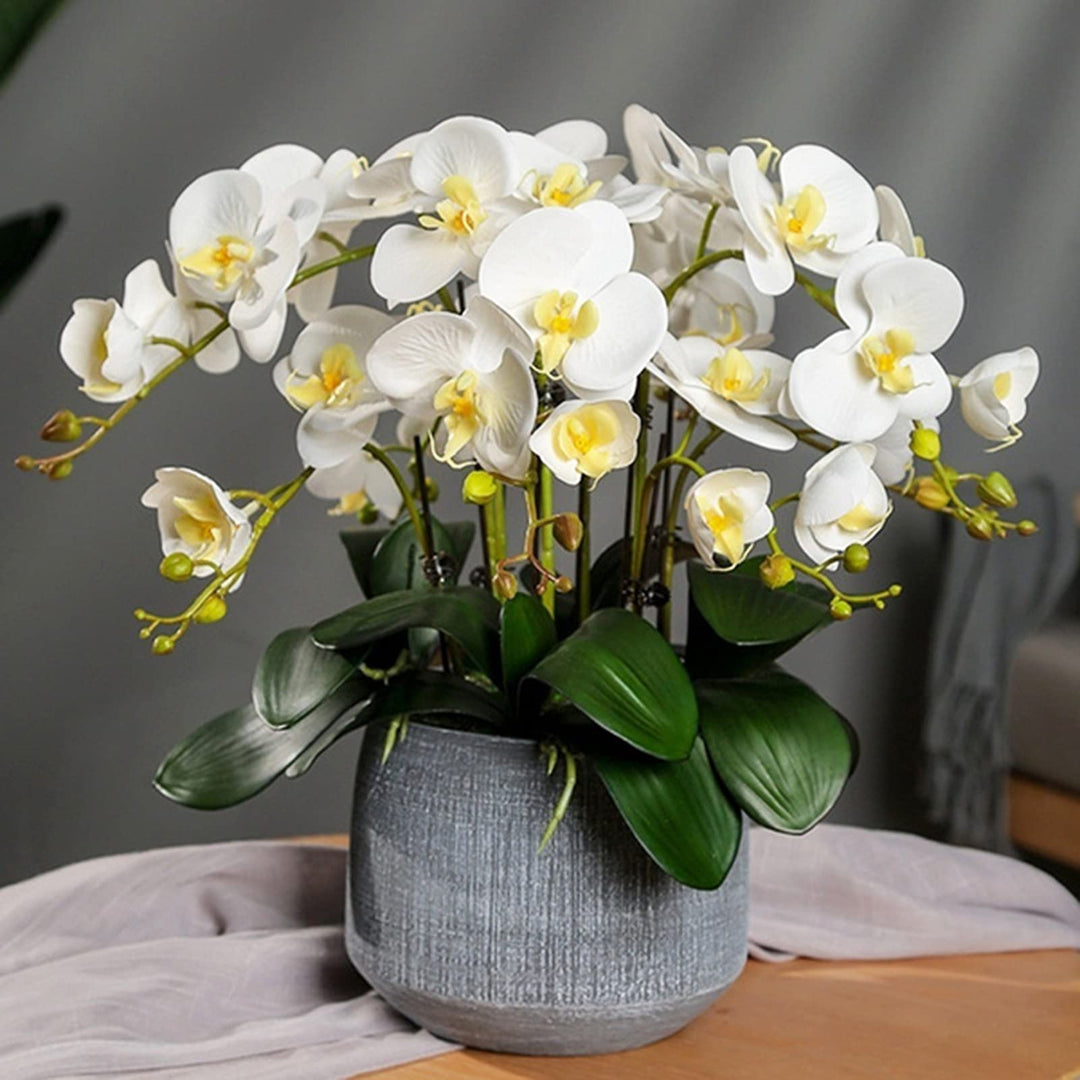 Yellow White Phalaenopsis Orchid Flower Seeds for Planting – Heirloom, Non-GMO, High Germination Organic Garden Seeds