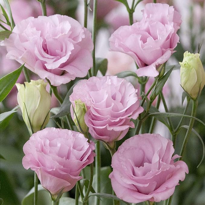 Light Pink Eustoma (Lisianthus) Flower Seeds for Planting - Heirloom,   Neeraseeds